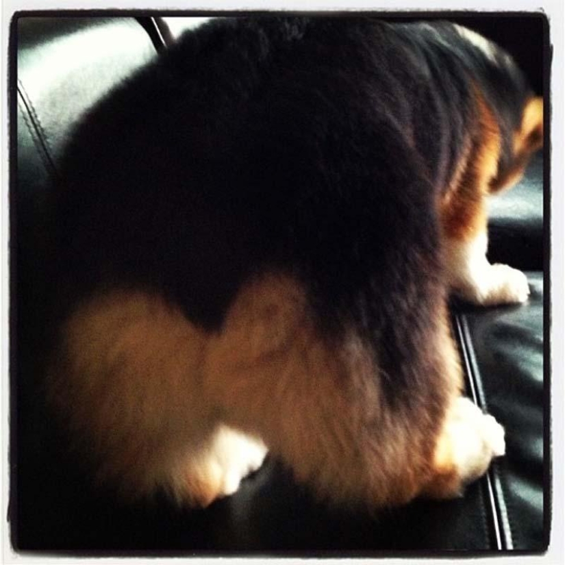 The most emotional dog on Instagram