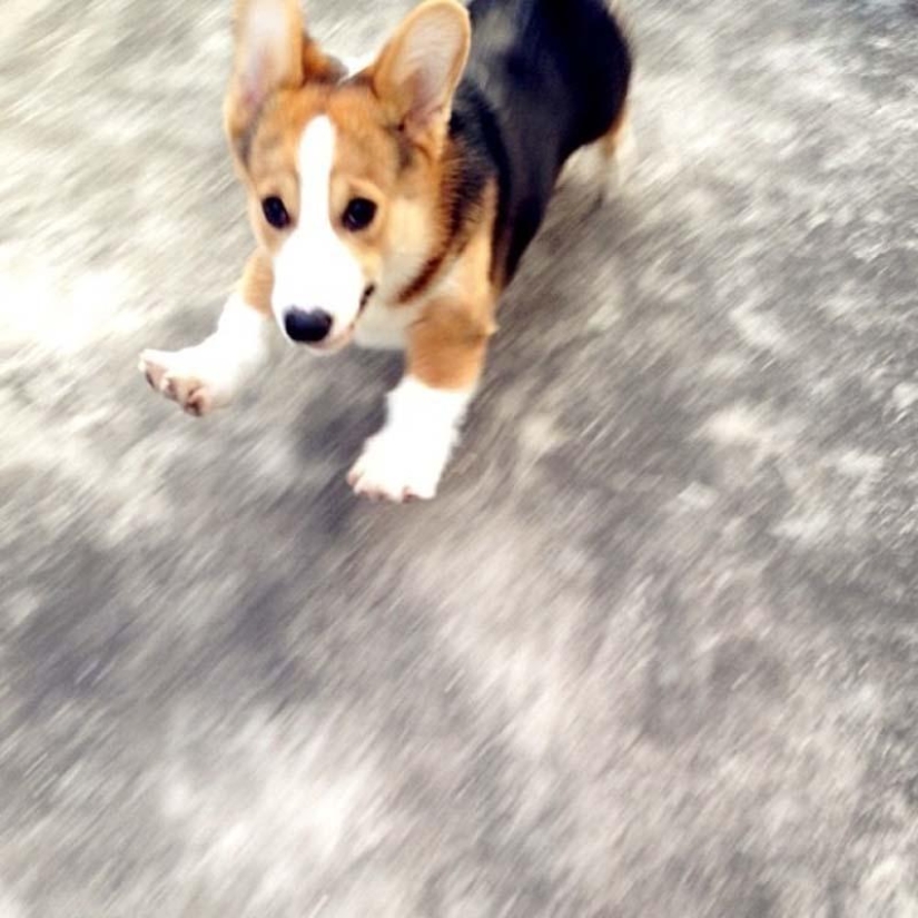 The most emotional dog on Instagram