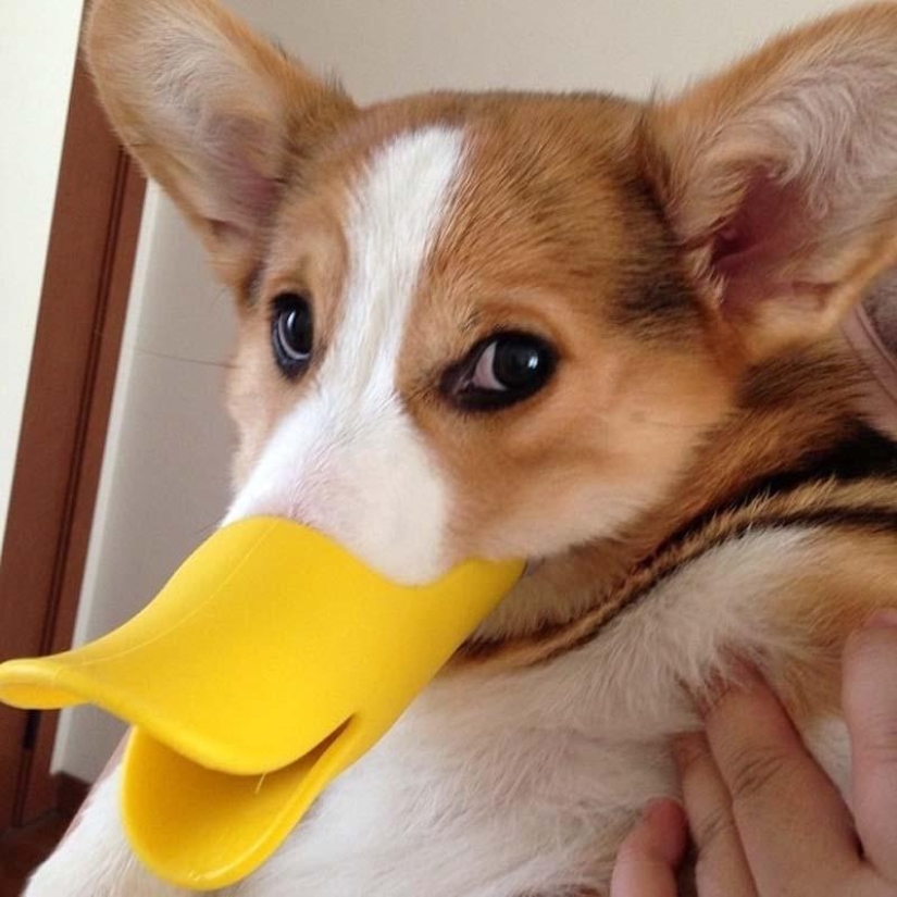 The most emotional dog on Instagram