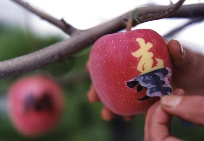 The most expensive fruit parlor in the world The most expensive fruit parlor in the world