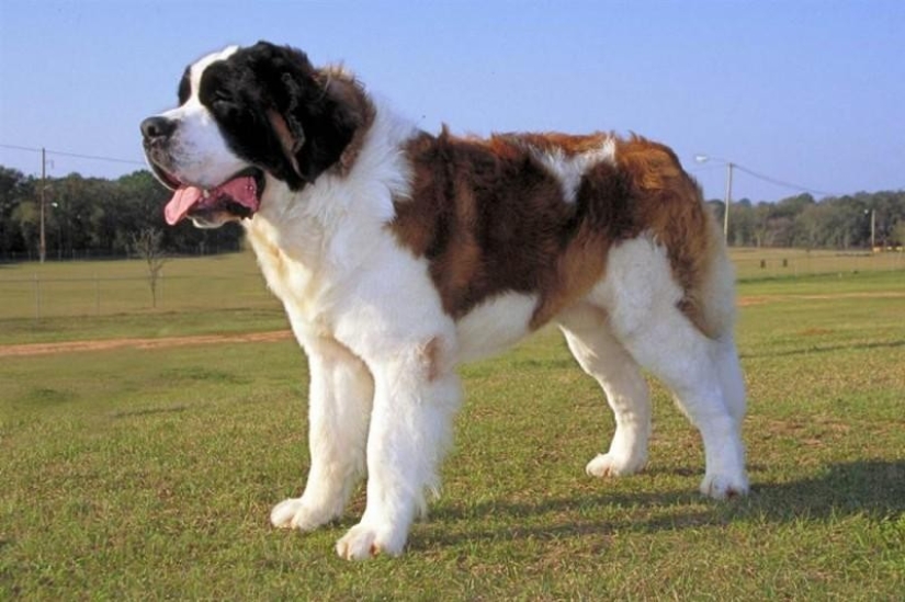 The most famous animal movie actors