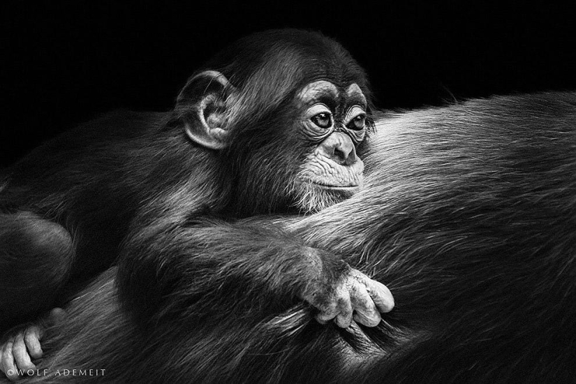 The most incredible scientific photos of the outgoing year