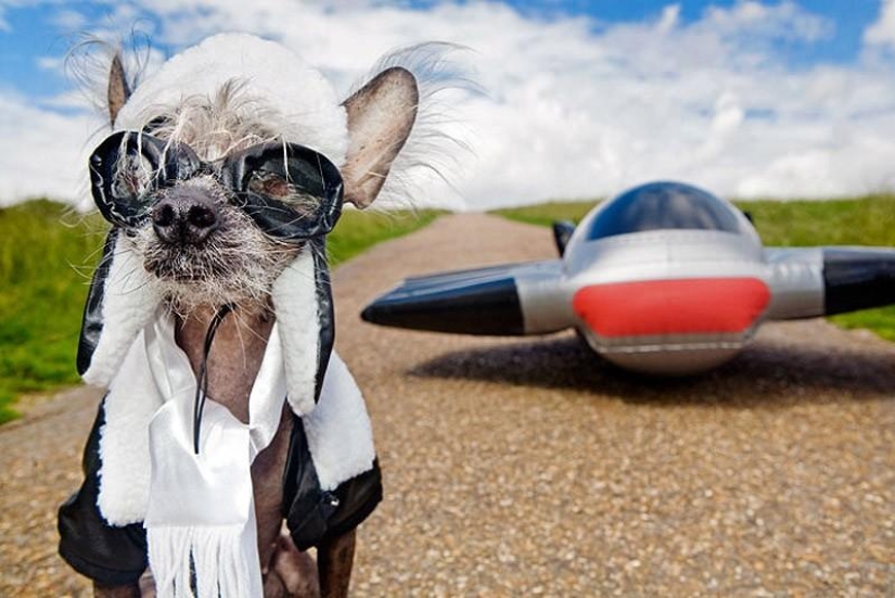 The most photogenic Chinese Crested - Chini The most photogenic Chinese Crested - Chini