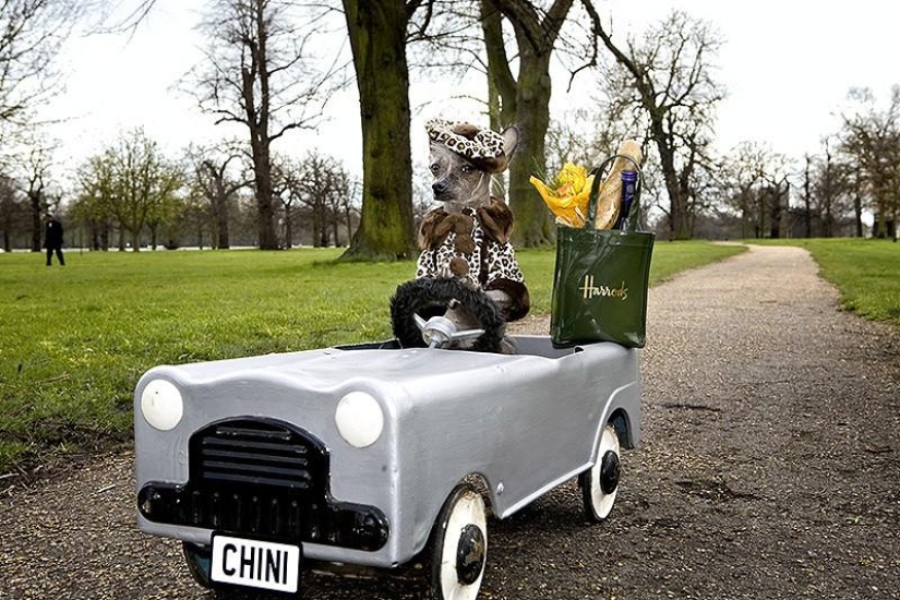 The most photogenic Chinese Crested - Chini The most photogenic Chinese Crested - Chini