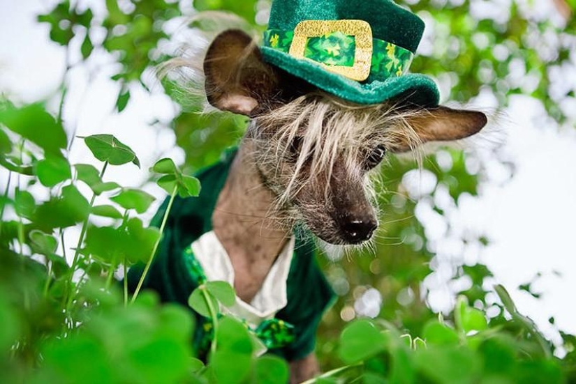 The most photogenic Chinese Crested - Chini The most photogenic Chinese Crested - Chini