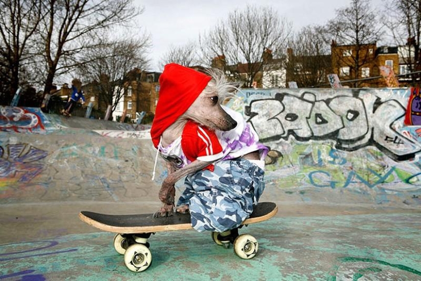 The most photogenic Chinese Crested - Chini The most photogenic Chinese Crested - Chini