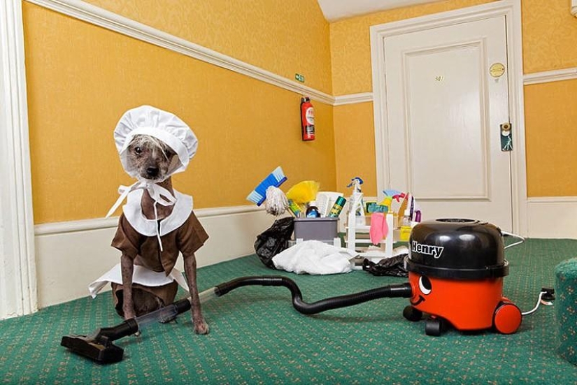 The most photogenic Chinese Crested - Chini The most photogenic Chinese Crested - Chini