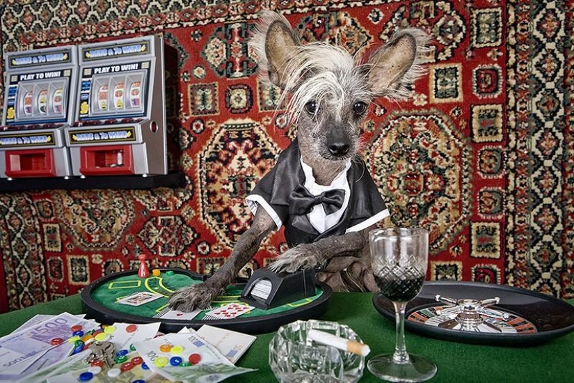 The most photogenic Chinese Crested - Chini The most photogenic Chinese Crested - Chini