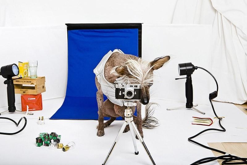 The most photogenic Chinese Crested - Chini The most photogenic Chinese Crested - Chini