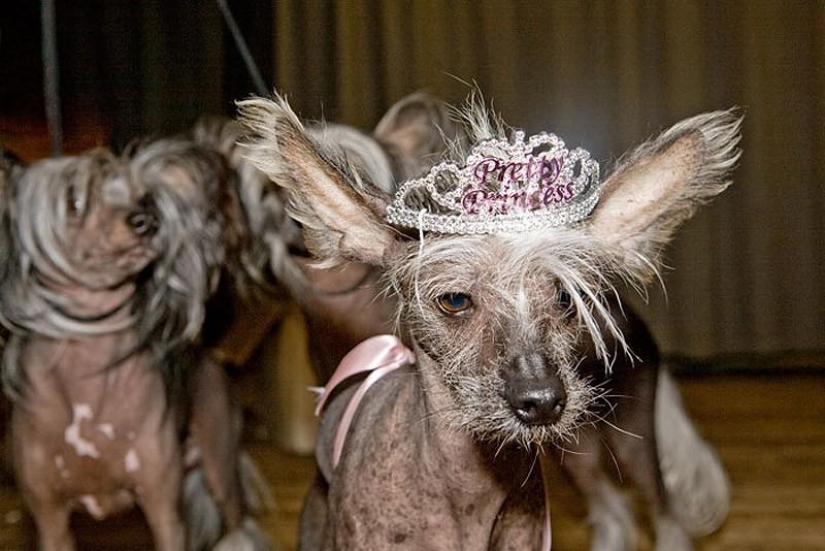 The most photogenic Chinese Crested - Chini The most photogenic Chinese Crested - Chini