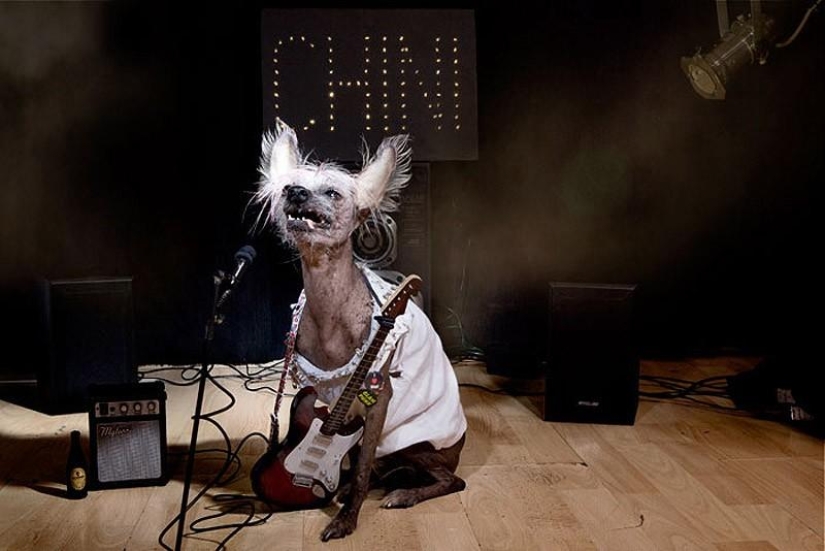 The most photogenic Chinese Crested - Chini The most photogenic Chinese Crested - Chini