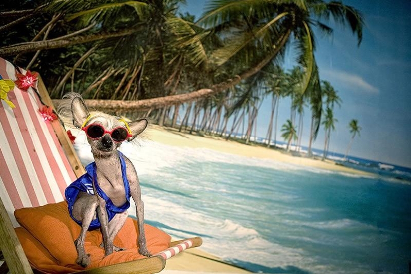 The most photogenic Chinese Crested - Chini The most photogenic Chinese Crested - Chini