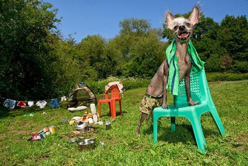 The most photogenic Chinese Crested - Chini The most photogenic Chinese Crested - Chini