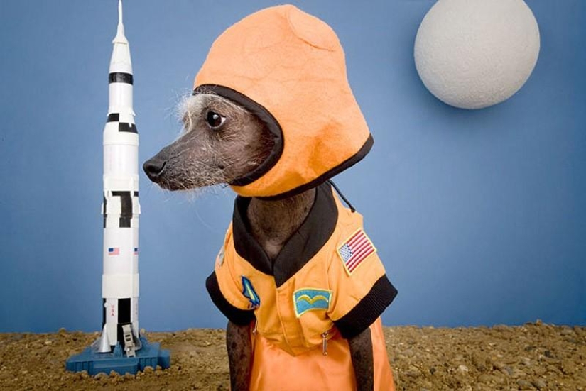 The most photogenic Chinese Crested - Chini The most photogenic Chinese Crested - Chini