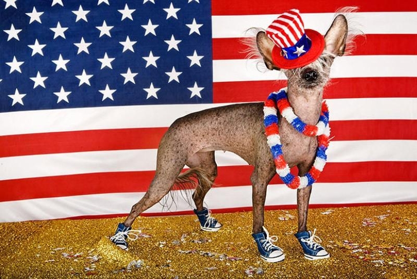 The most photogenic Chinese Crested - Chini The most photogenic Chinese Crested - Chini