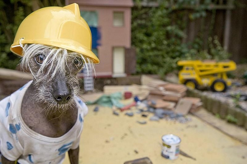 The most photogenic Chinese Crested - Chini The most photogenic Chinese Crested - Chini