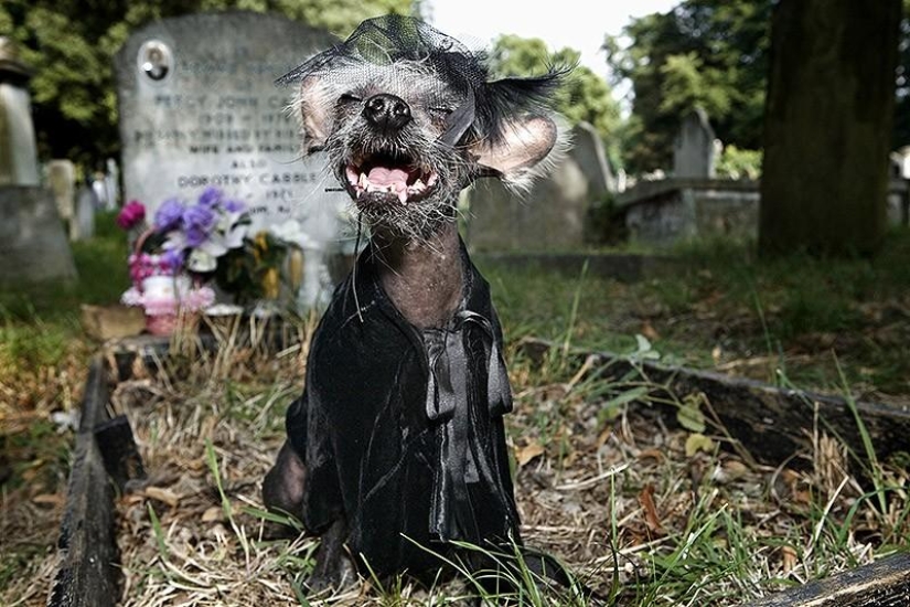 The most photogenic Chinese Crested - Chini The most photogenic Chinese Crested - Chini