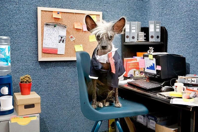 The most photogenic Chinese Crested - Chini The most photogenic Chinese Crested - Chini