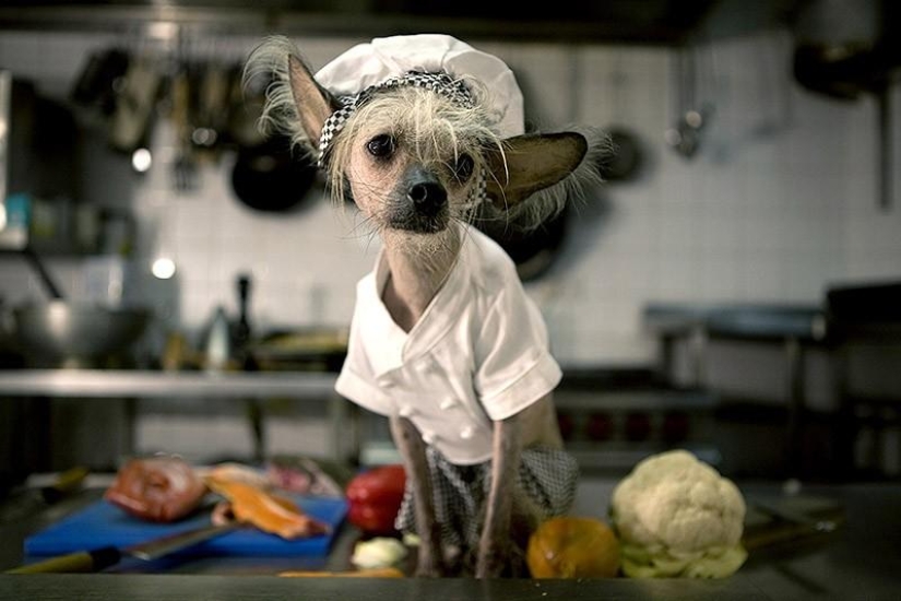 The most photogenic Chinese Crested - Chini The most photogenic Chinese Crested - Chini