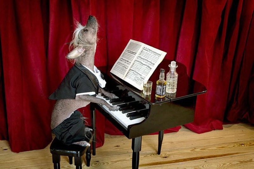 The most photogenic Chinese Crested - Chini The most photogenic Chinese Crested - Chini