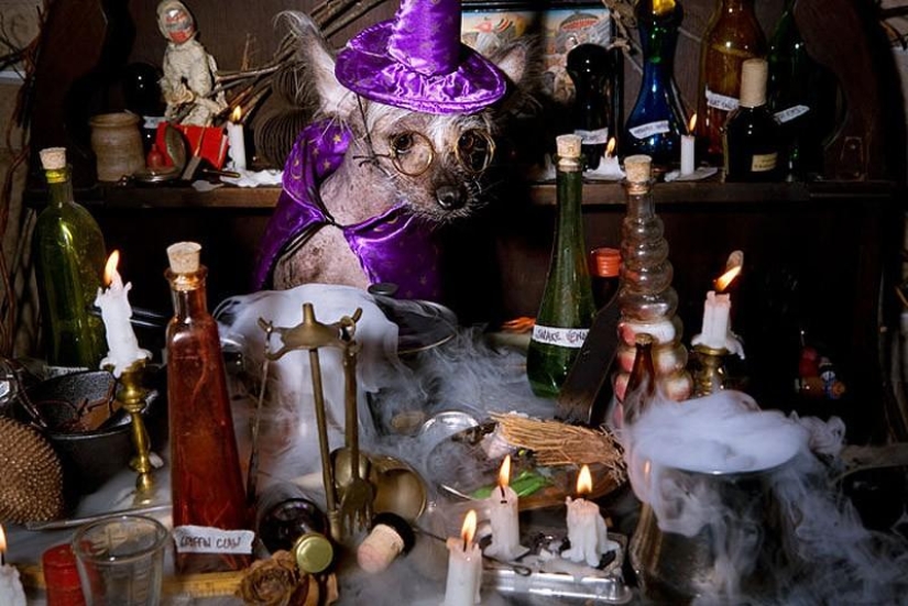 The most photogenic Chinese Crested - Chini The most photogenic Chinese Crested - Chini