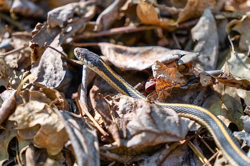 The Most Snake Infested Lakes In California