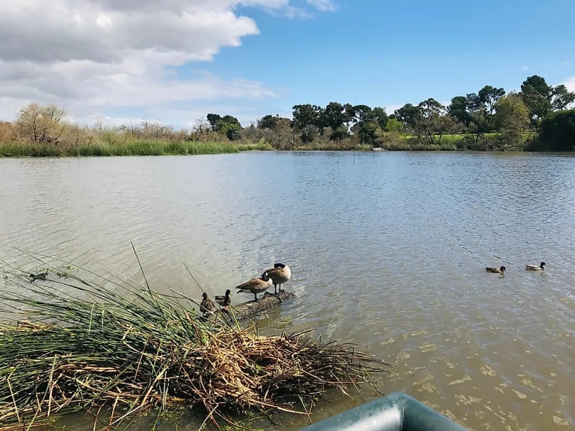 The Most Snake Infested Lakes In California