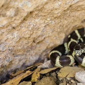 The Most Snake Infested Lakes In California
