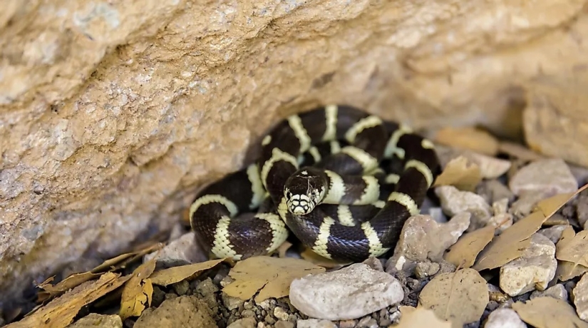 The Most Snake Infested Lakes In California