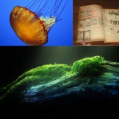 The most tenacious and long-playing