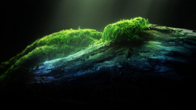 The most tenacious and long-playing