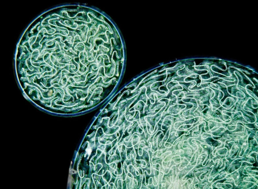 The most tenacious and long-playing