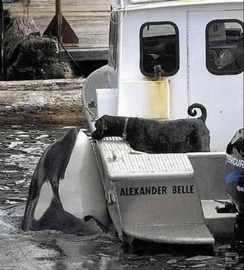 The most touching examples of friendship among animals The most touching examples of friendship among animals