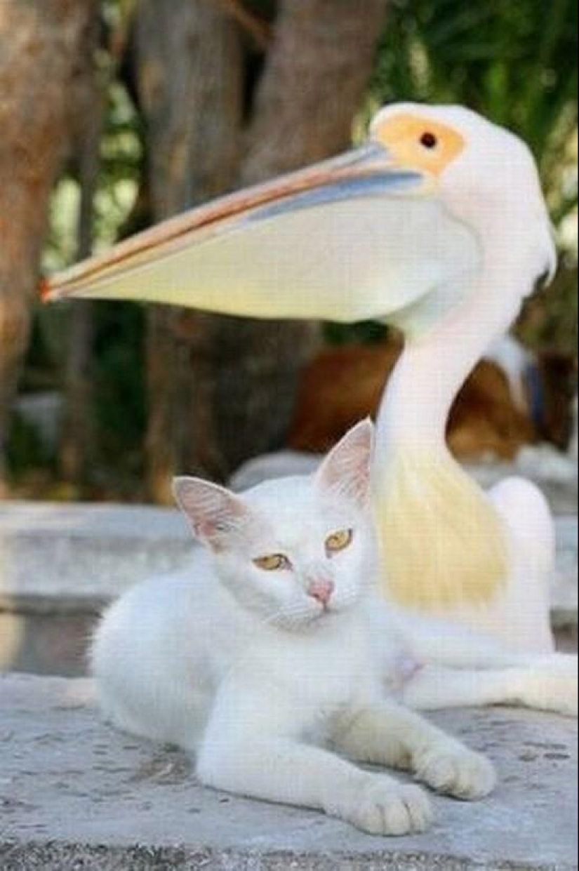 The most touching examples of friendship among animals The most touching examples of friendship among animals