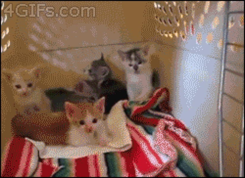 The most touching examples of friendship among animals The most touching examples of friendship among animals