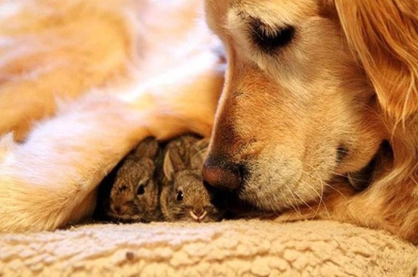 The most touching examples of friendship among animals The most touching examples of friendship among animals