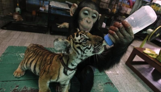 The most touching examples of friendship among animals