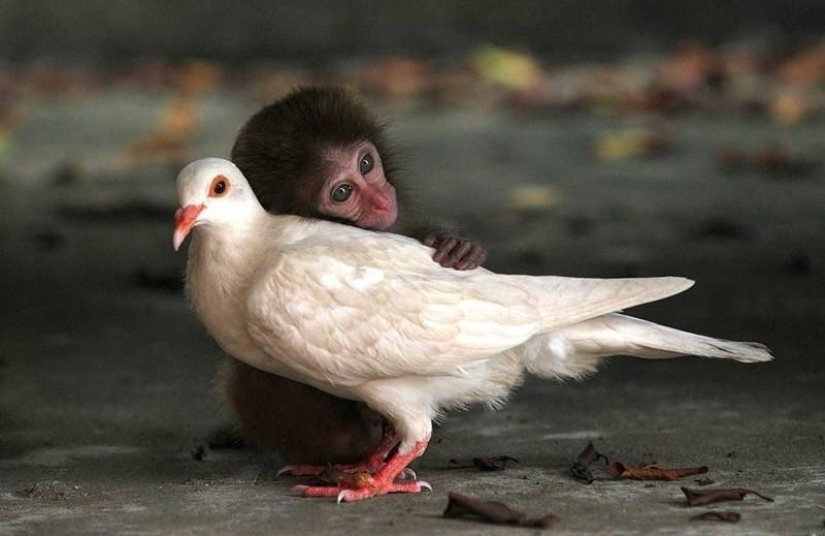 The most touching examples of friendship among animals The most touching examples of friendship among animals