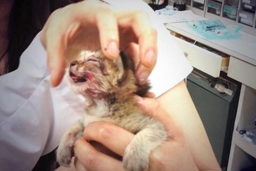 The most touching story of a kitten with a sad ending