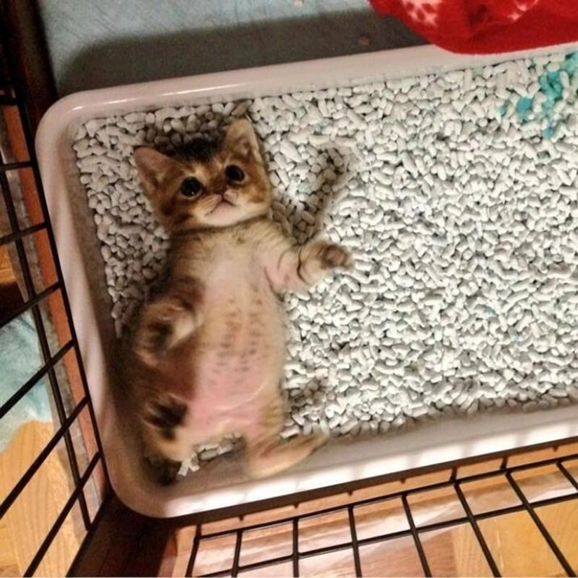 The most touching story of a kitten with a sad ending