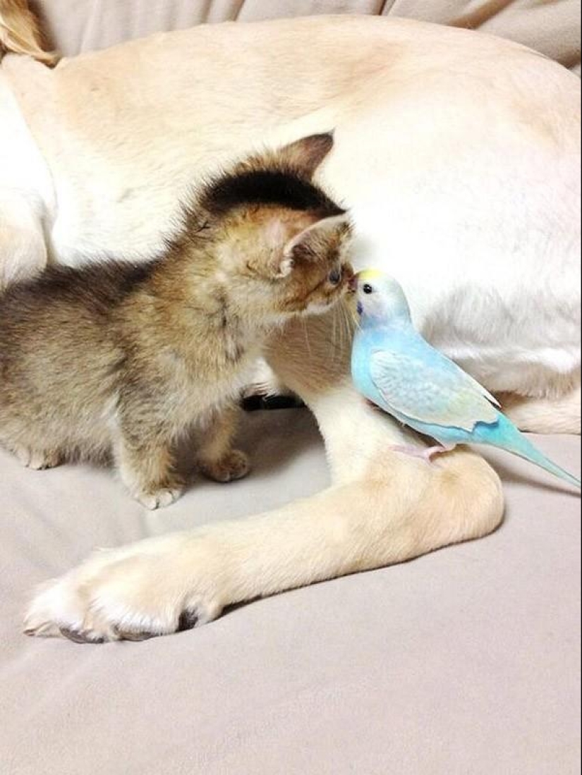 The most touching story of a kitten with a sad ending