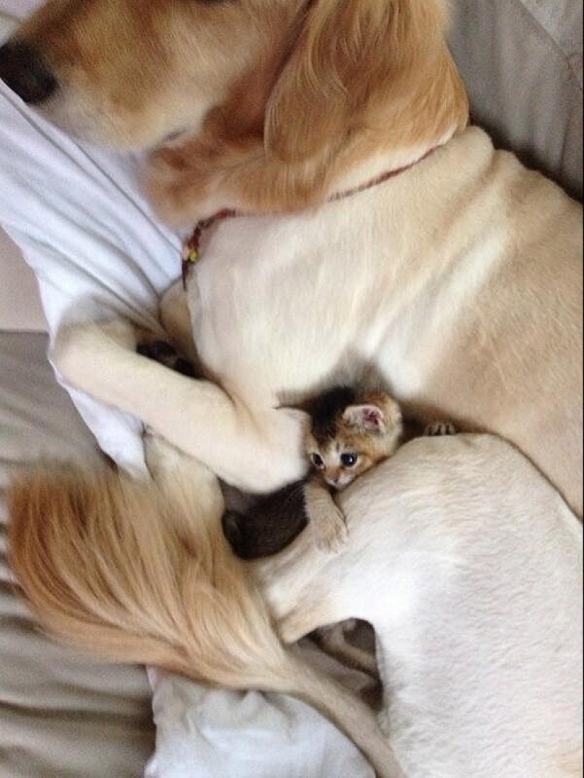 The most touching story of a kitten with a sad ending