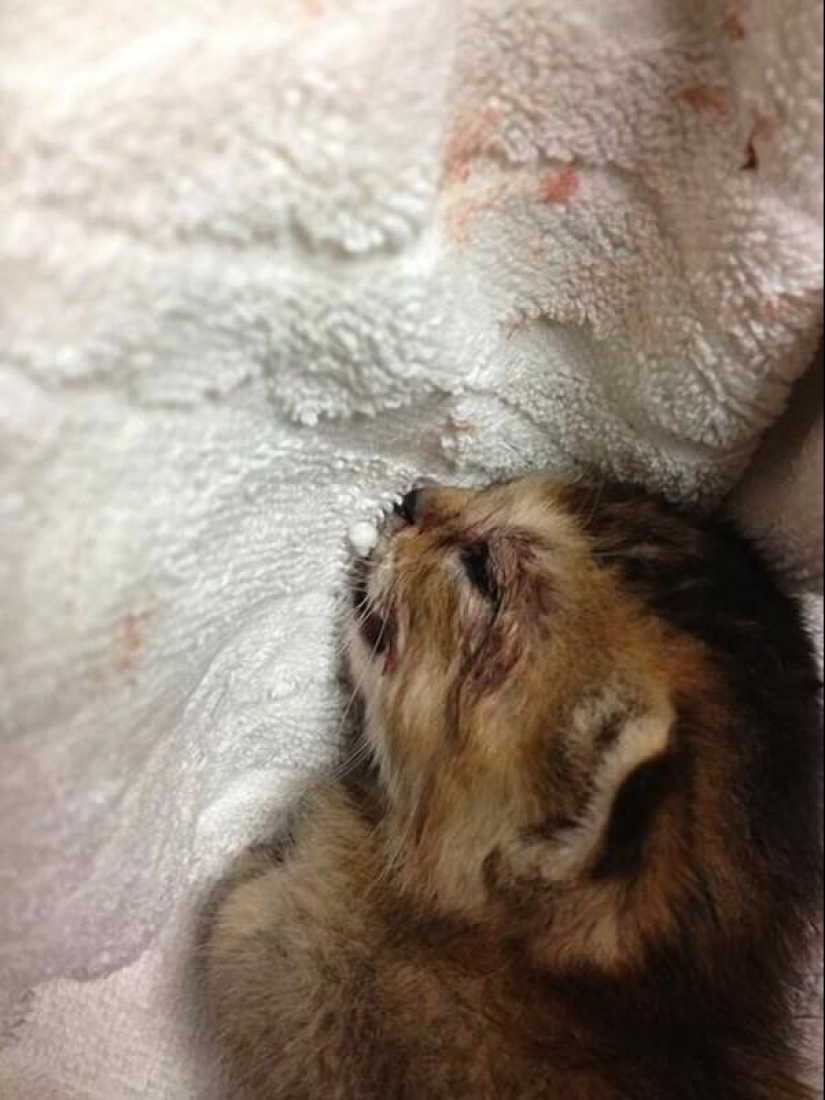 The most touching story of a kitten with a sad ending