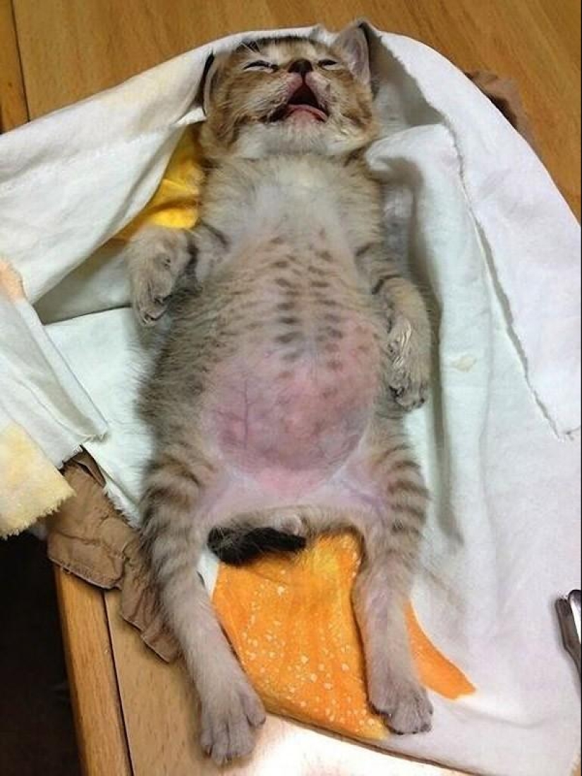 The most touching story of a kitten with a sad ending