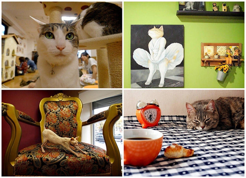 The most unusual "cat" cafes from around the world The most unusual "cat" cafes from around the world