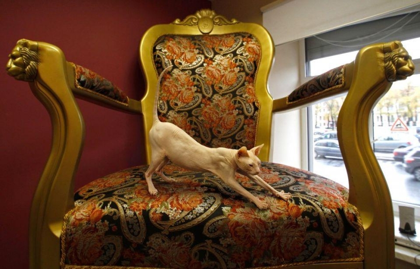 The most unusual "cat" cafes from around the world The most unusual "cat" cafes from around the world