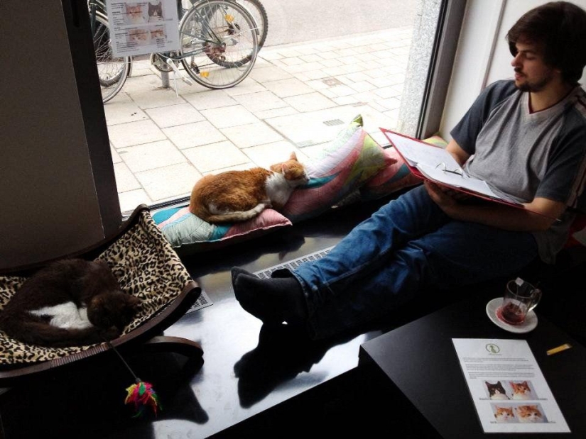 The most unusual "cat" cafes from around the world The most unusual "cat" cafes from around the world