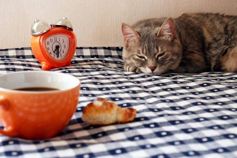 The most unusual "cat" cafes from around the world The most unusual "cat" cafes from around the world