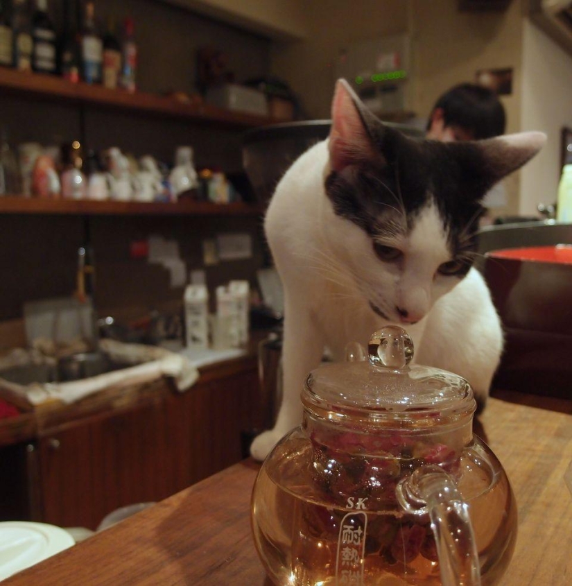 The most unusual "cat" cafes from around the world The most unusual "cat" cafes from around the world