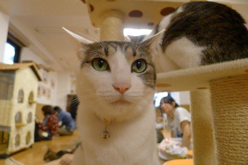 The most unusual "cat" cafes from around the world The most unusual "cat" cafes from around the world